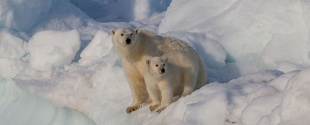 Kutup Ayılarıyla İlgili Sevindirici Haberler Geldi