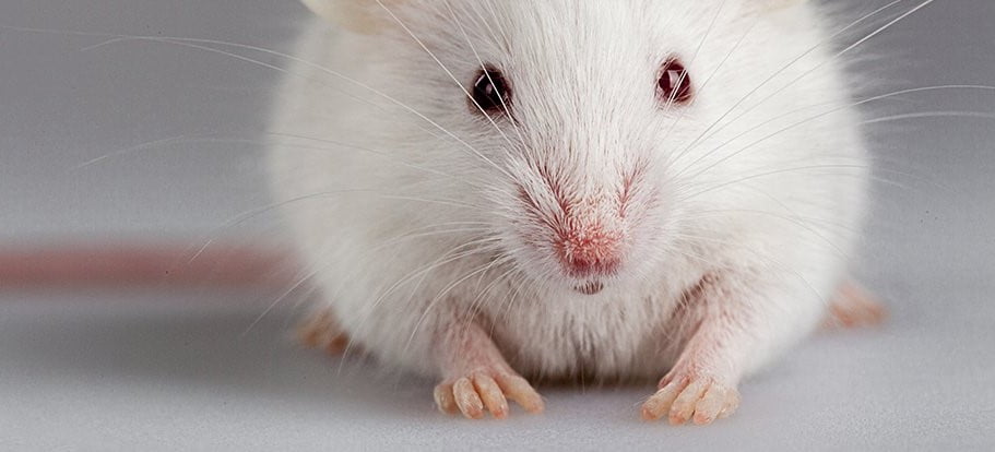 Bilim insanları, farelerin Kesilmiş parmaklarını yeniden büyüttü