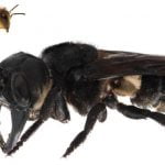 Tükendiği sanılan dünyanın en büyük arısı yeniden ortaya çıktı