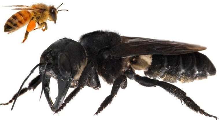 Tükendiği sanılan dünyanın en büyük arısı yeniden ortaya çıktı