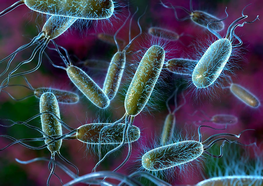 bakteri nedir bakteriler insan sagligini nasil etkiler beyinsizler net