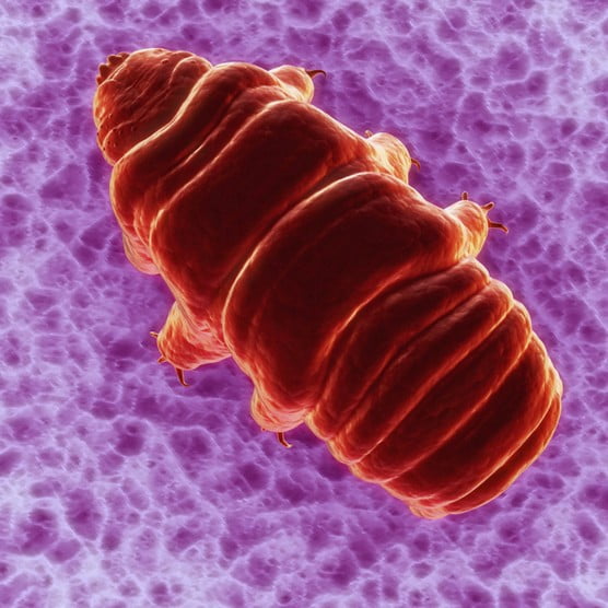 Tardigradlar -272.15 °C’ ye kadar dayanabilir fotoğraf kredisi © Getty Images