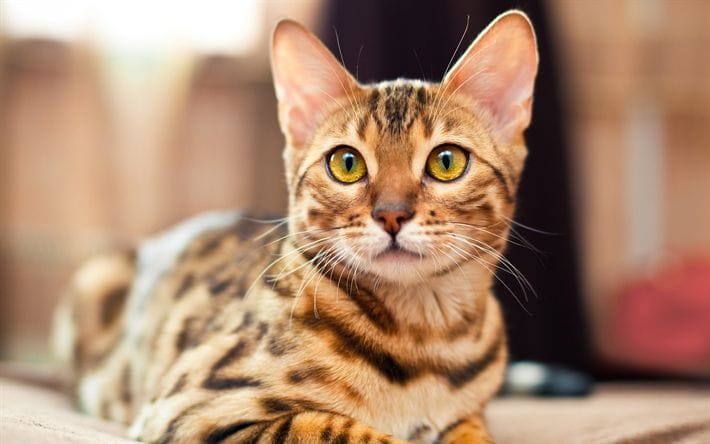 Kedi Türleri ve Karakteristik Özellikleri