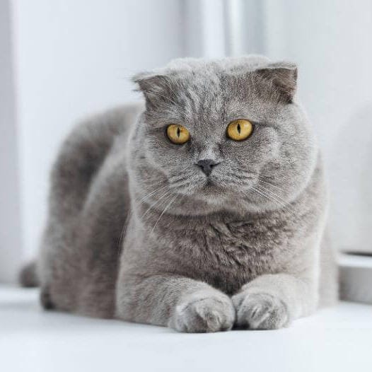 Kedi Türleri ve Karakteristik Özellikleri