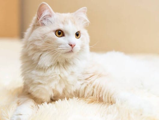 Kedi Türleri ve Karakteristik Özellikleri