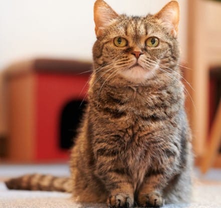 Kedi Türleri ve Karakteristik Özellikleri