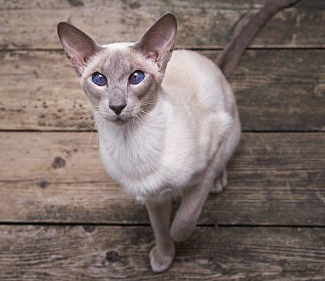Kedi Türleri ve Karakteristik Özellikleri