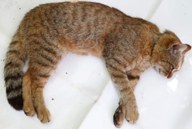 Kedi Türleri ve Karakteristik Özellikleri