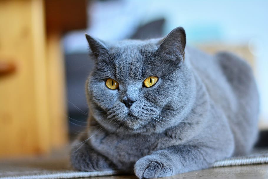 Kedi Türleri ve Karakteristik Özellikleri