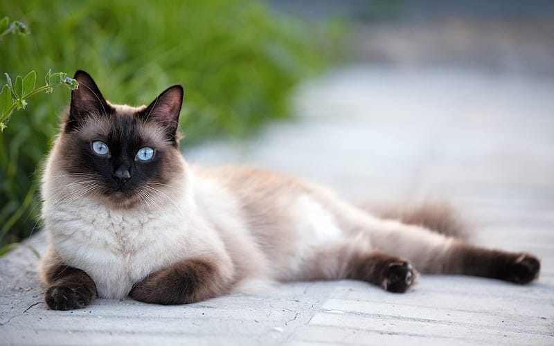 Kedi Türleri ve Karakteristik Özellikleri