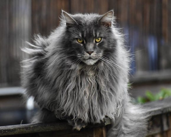Kedi Türleri ve Karakteristik Özellikleri