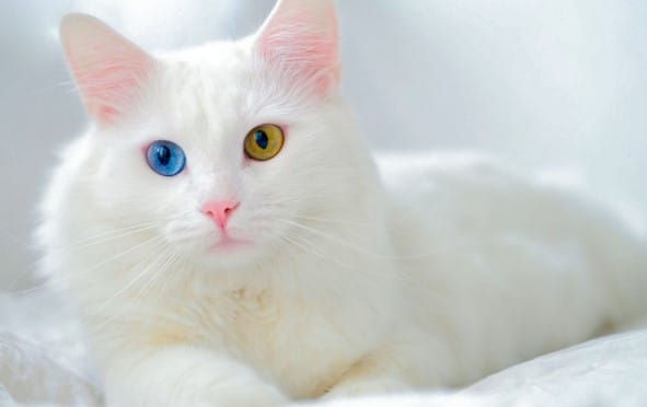 Kedi Türleri ve Karakteristik Özellikleri