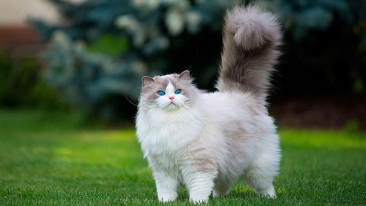 Kedi Türleri ve Karakteristik Özellikleri