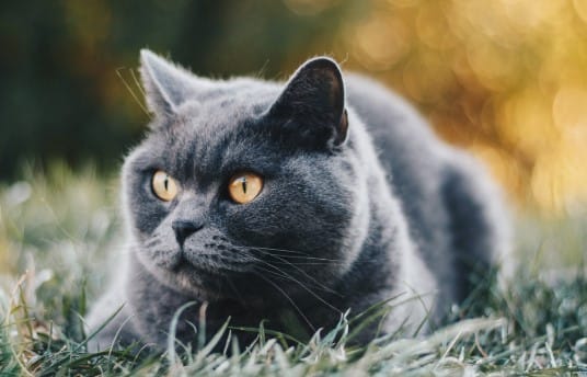 Kedi Türleri ve Karakteristik Özellikleri