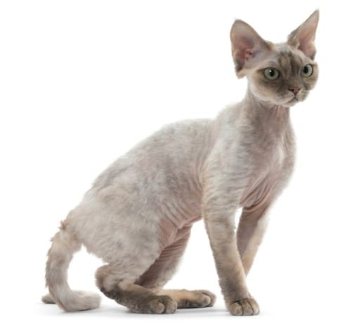 Kedi Türleri ve Karakteristik Özellikleri