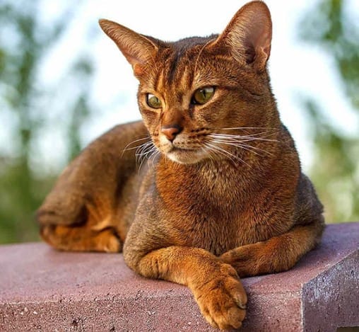 Kedi Türleri ve Karakteristik Özellikleri