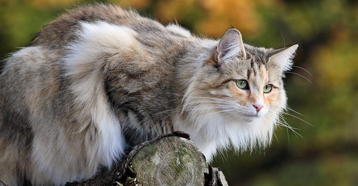 Kedi Türleri ve Karakteristik Özellikleri