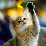 Kedi, kediler türleri, Kediler Hakkında Genel Bilgiler
