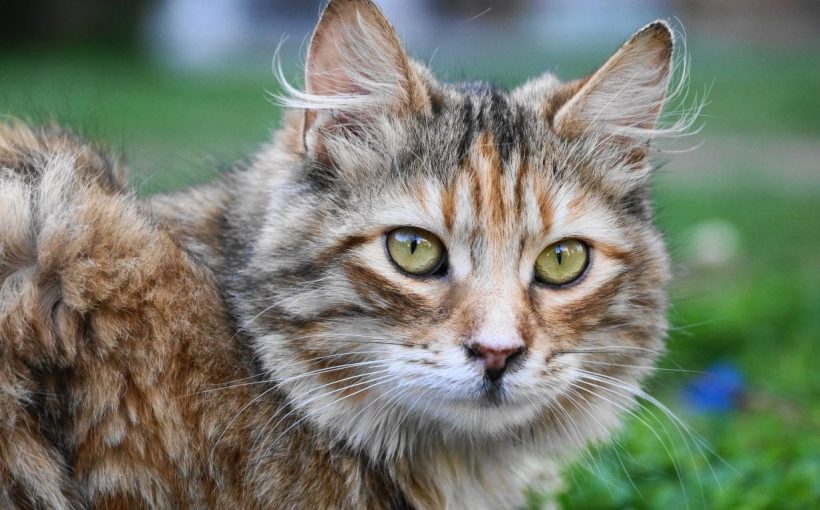 Kedi, kediler türleri, Kediler Hakkında Genel Bilgiler