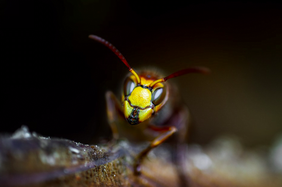 Mantıklarını kullanarak düşünebildiği keşfedilen ilk böcek türü eşek arıları