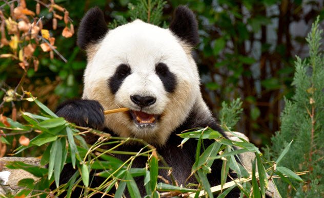 soru :  Pandalar Neden Bambu Yerler?  