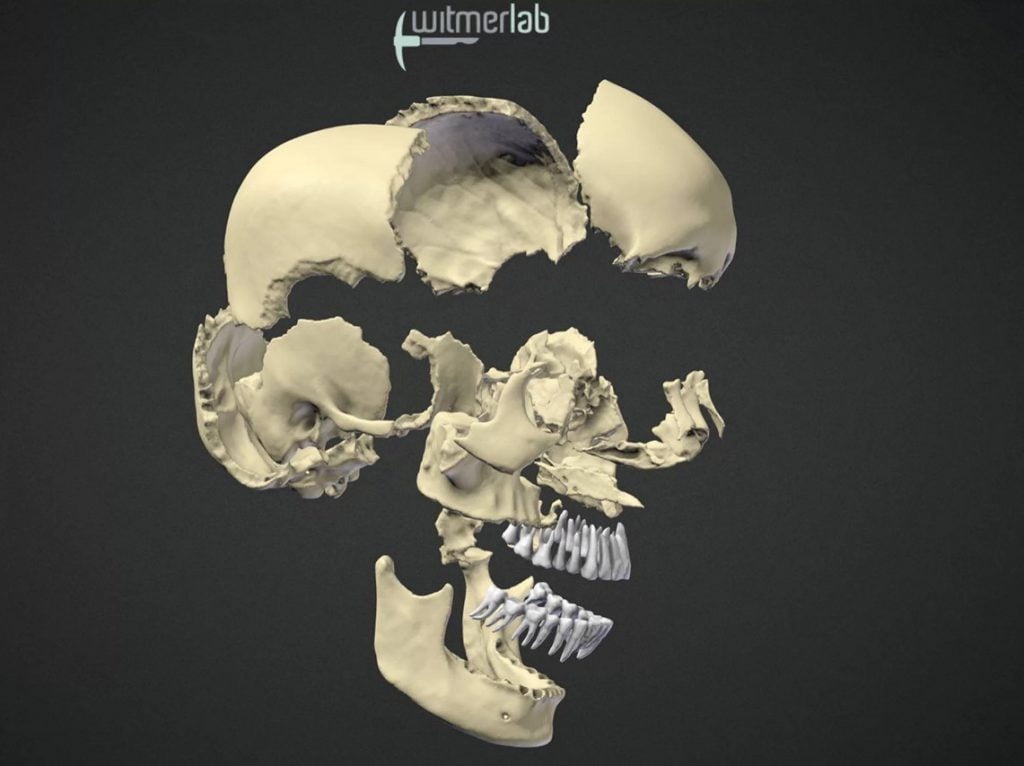 Kafatası içerisinde yer alan kemikler