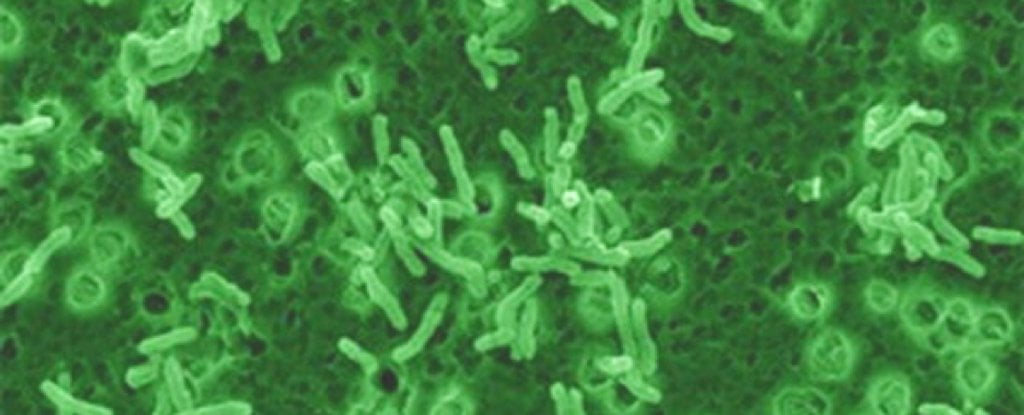 Yeni Keşfedilen Bakteri Stresin Zararlarından Koruyor