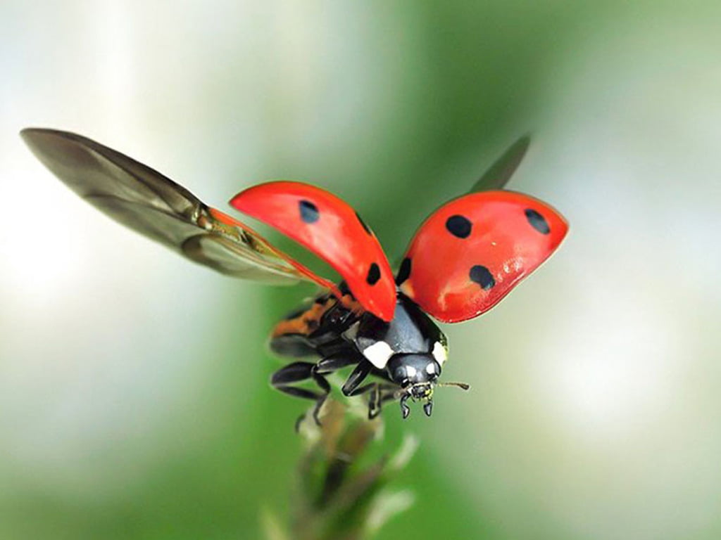 Uğur Böceği Sürüsü Olduğu İddia Edilen Gizemli Bir Kütle, Hava Durumu Radarında Yakalandı