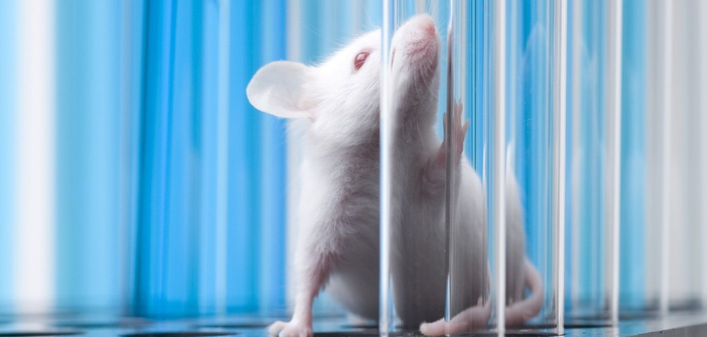 Bilim insanları, farelerde HIV tedavisi için CRISPR kullandılar