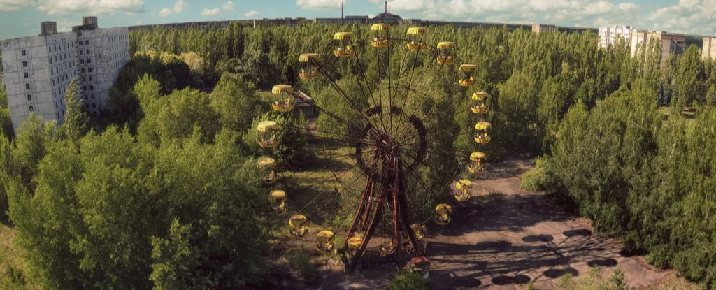 Çernobil bitkilerin yaşamı