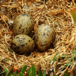 Yumurtadan Çıkmamış Kuşların Birbirleriyle İletişim Kurabildiği Keşfedildi