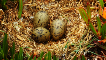 Yumurtadan Çıkmamış Kuşların Birbirleriyle İletişim Kurabildiği Keşfedildi