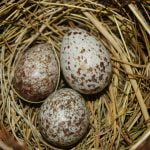 Yumurtadaki kuşlar iletişim kurabiliyor