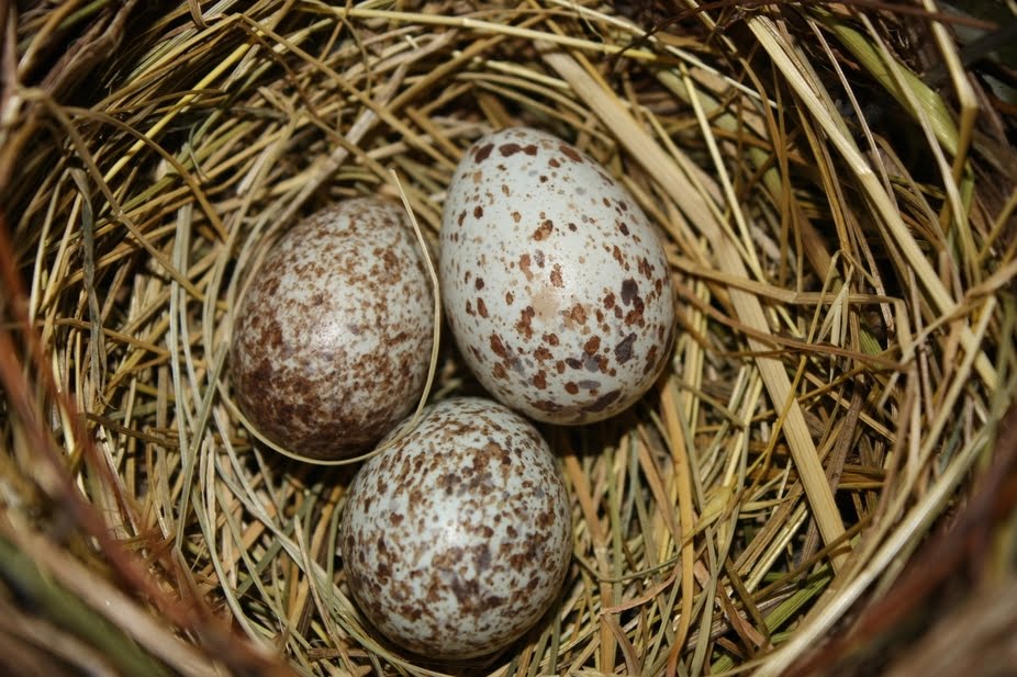 Yumurtadaki kuşlar iletişim kurabiliyor