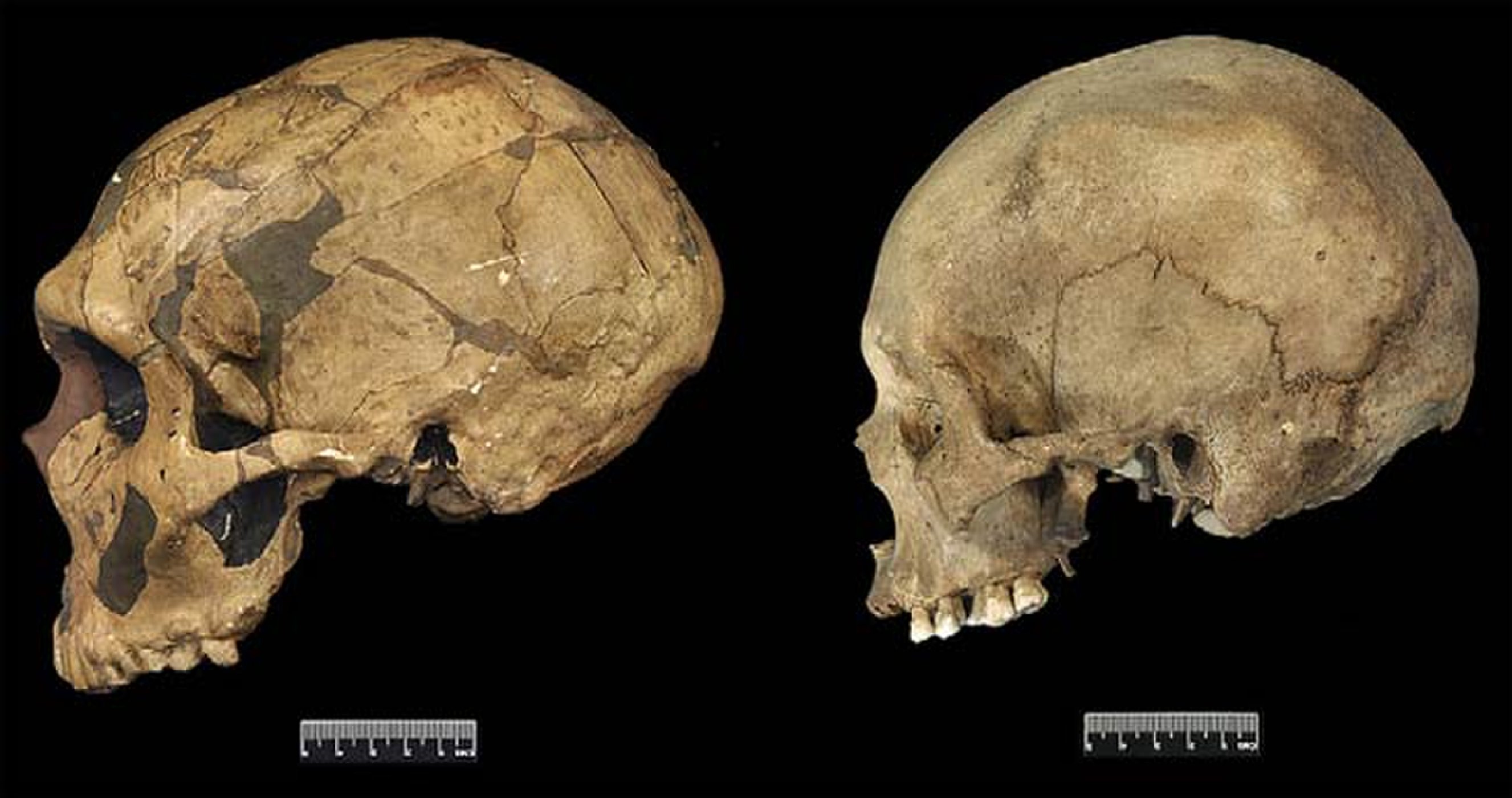 Череп неандертальца. Неандерталец (homo Neanderthalensis) череп. Череп неандертальца и кроманьонца. Череп современного человека.