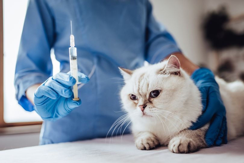 Kedi Alerji Aşısı