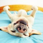 köpekler