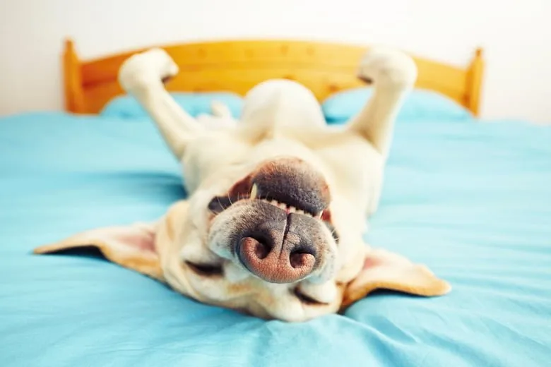 köpekler