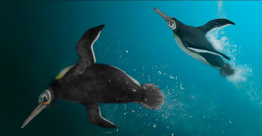 60 Milyon Yıllık Soyu tükenmiş yeni bir penguen türü keşfedildi.