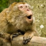 Maymunlar Neden Konuşamaz, Eğer Konuşabilselerdi Nasıl Ses Çıkarırlardı?