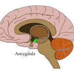 amigdala nedir