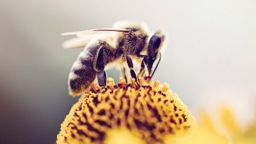 Bal Arılarının Tek Bir Gen ile ‘Bakire Doğum’ Yapabildiklerini Bulundu