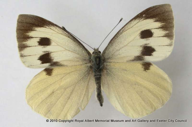Nesli tükenmiş hayvan olan:Madeiran Large White Kelebeği görseli