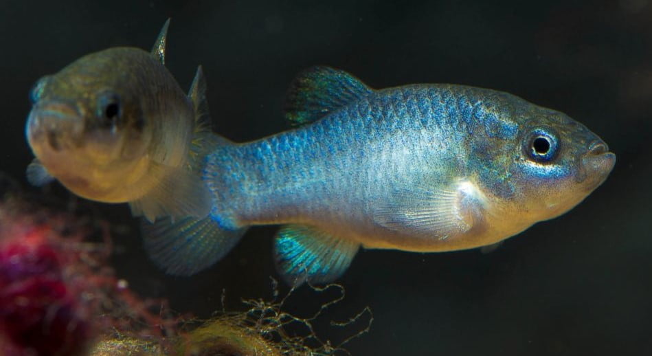 Nesli tükenmiş hayvan olan Tecopa Pupfish görseli