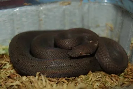 Nesli tükenmiş hayvan olan Round Island Burrowing Boa görseli