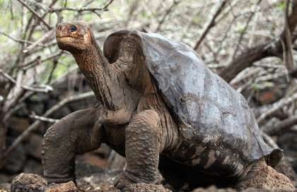 Nesli tükenmiş hayvan olan Pinta Adası Kaplumbağası görseli