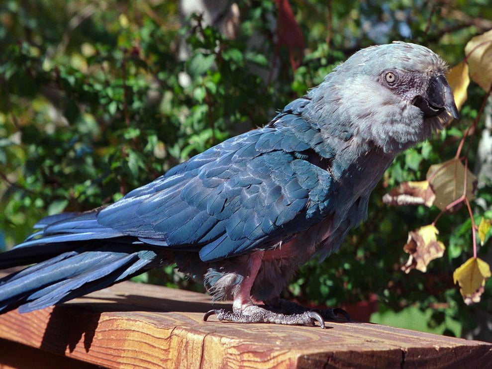 Nesli tükenmiş hayvan olan: Spix Macav Papağanı görseli