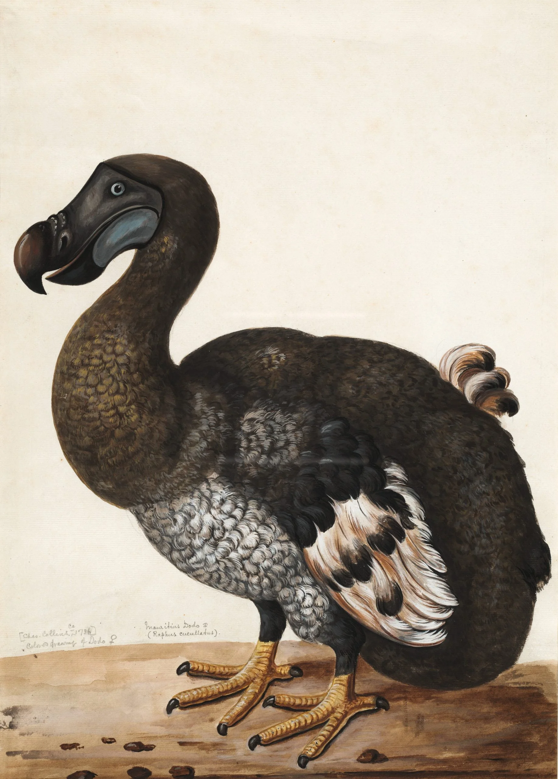 Nesli tükenmiş hayvan olan Dodo Kuşu görseli
