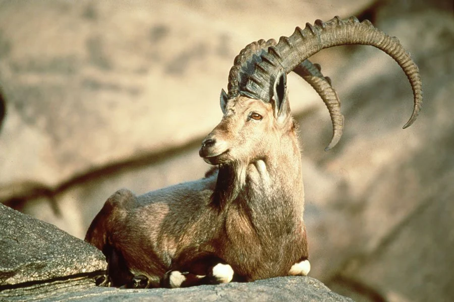 Nesli tükenmiş hayvan olan: Pyrenean Ibex görseli