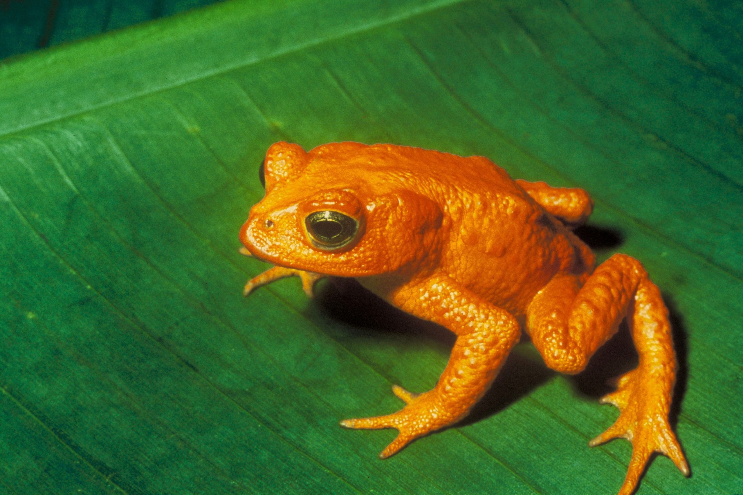 Nesli tükenmiş hayvan olan: Altın Kurbağa görseli